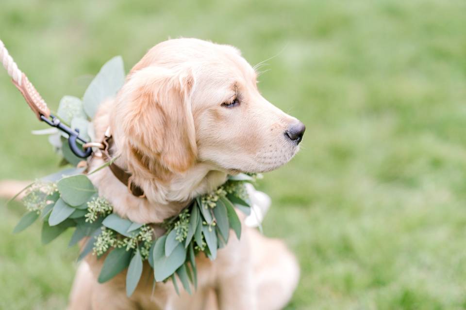 Dog Collor