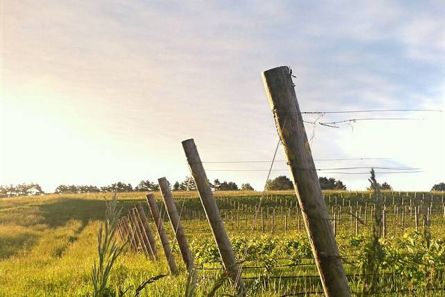 Waterfire Vineyards