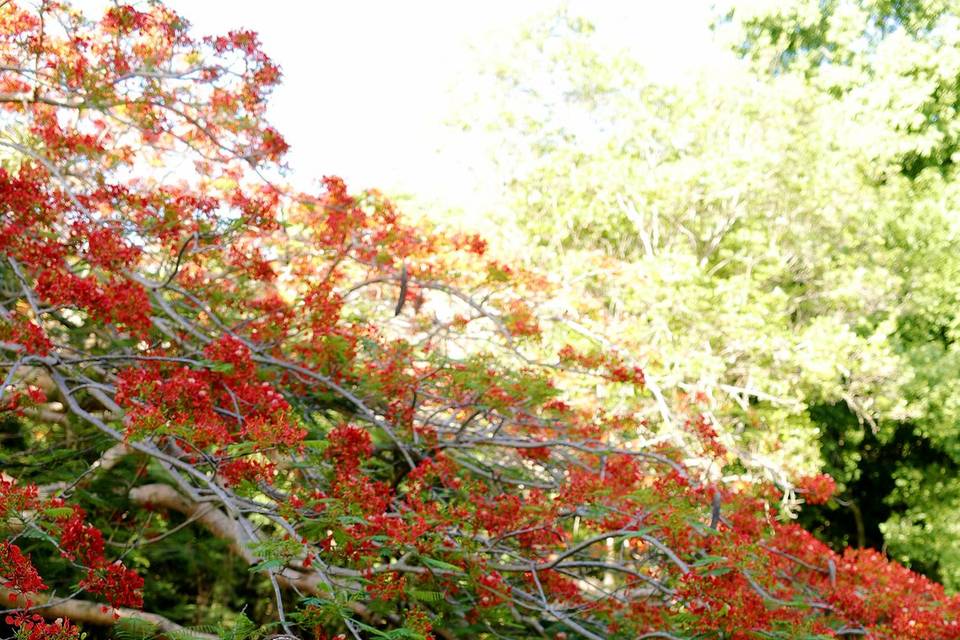 Island Style Weddings