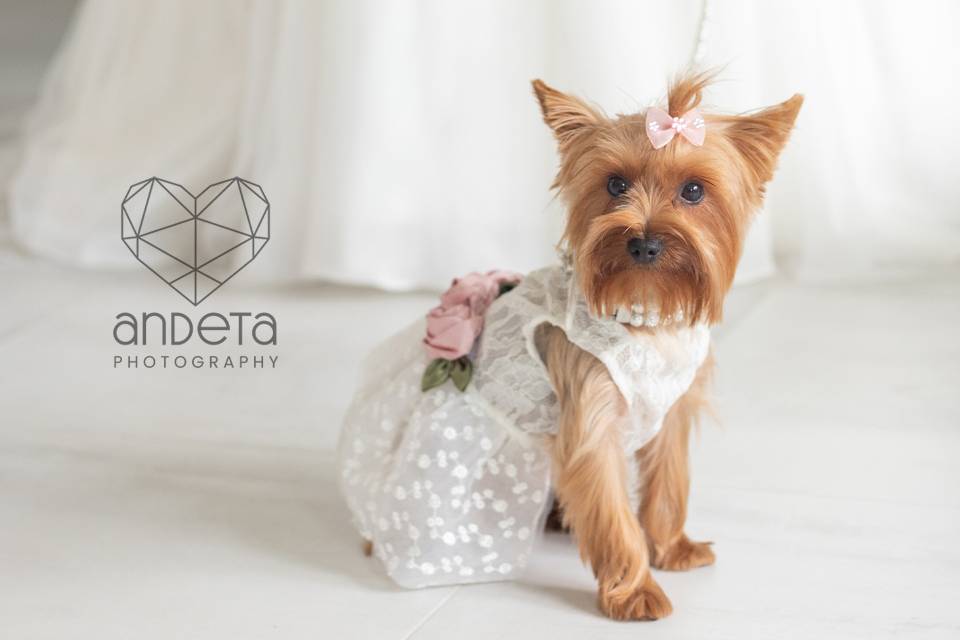 Wedding by Andeta Photography