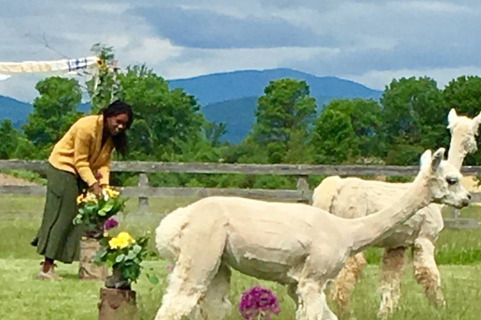 Flower Power VT Farm