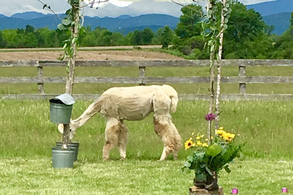 Flower Power VT Farm