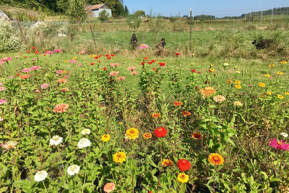 Flower field