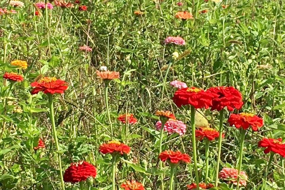 Flower Power VT Farm