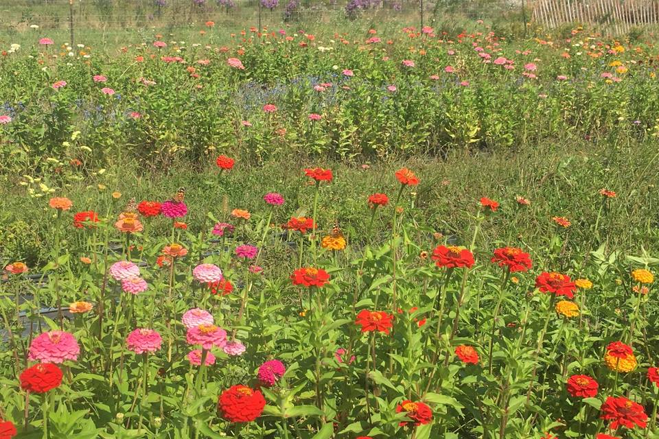 Bed of flowers