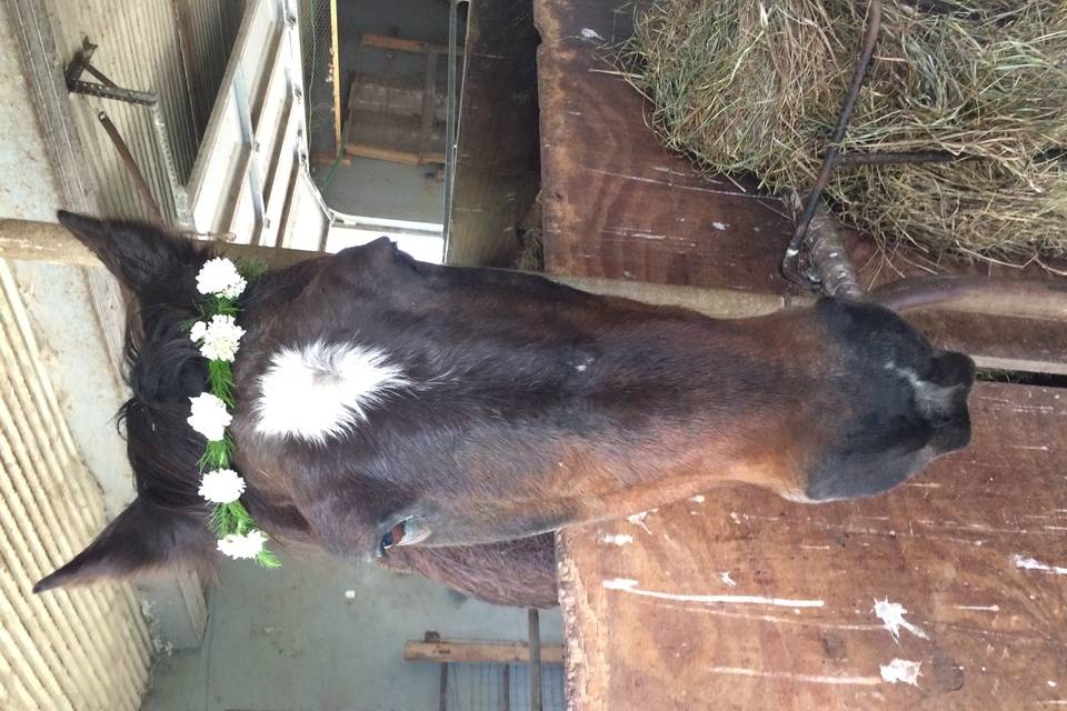 Flower crown on a horse