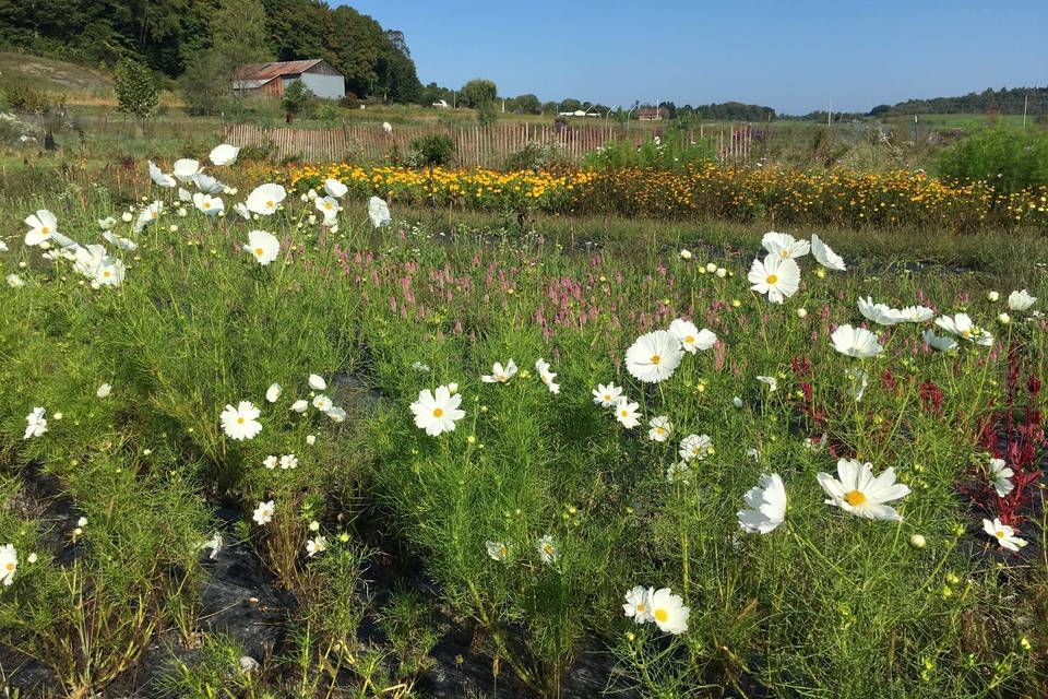 Field of flowers