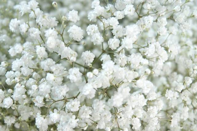 Xlence baby's breath
