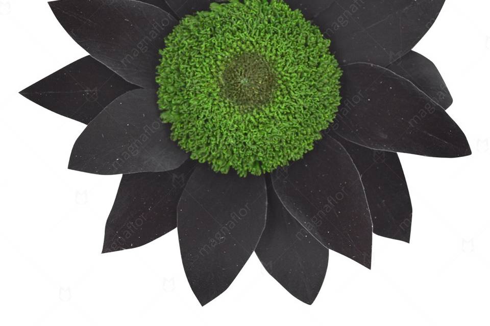 Black sunflower preserved