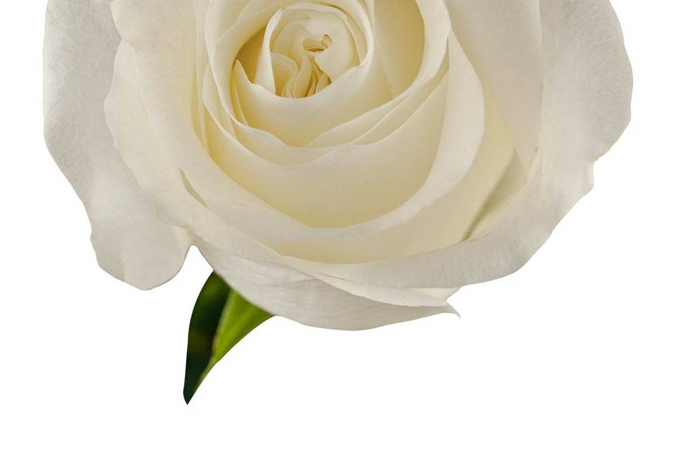 White o’ hara rose