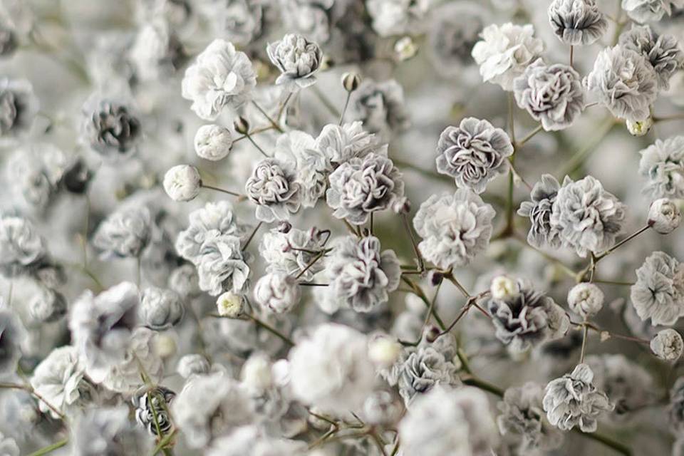 Salt and pepper baby’s breath
