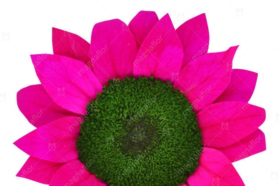 Hot pink sunflower preserved