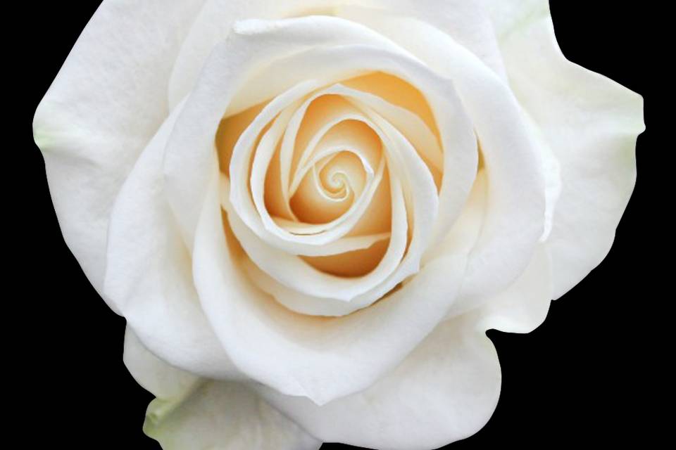 Spray white rose
