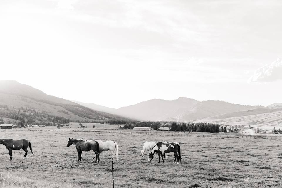 Horses in field