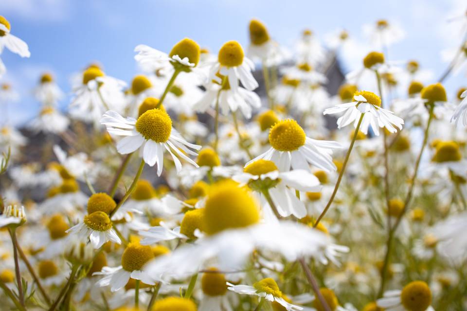 Flower meadows at Sweet Farm