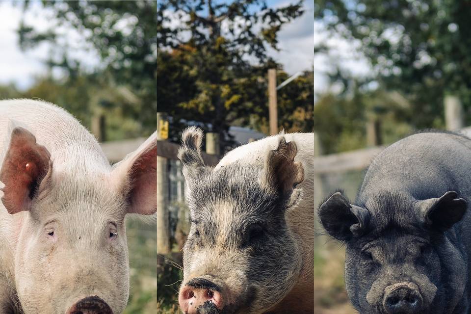 Sweet Farm's rescued animals