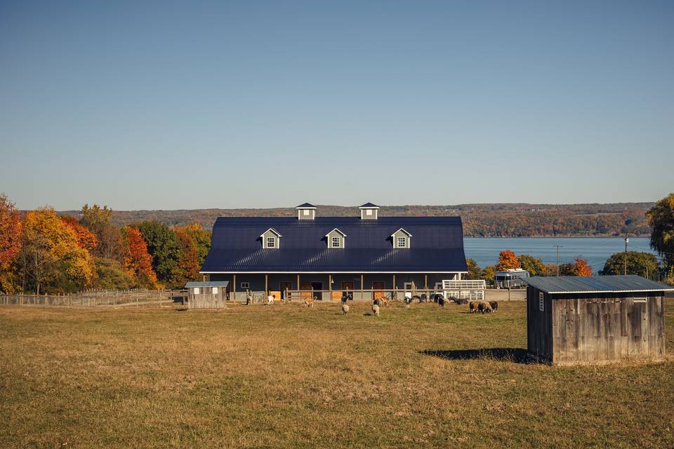 Sweet Farm's rescued animals