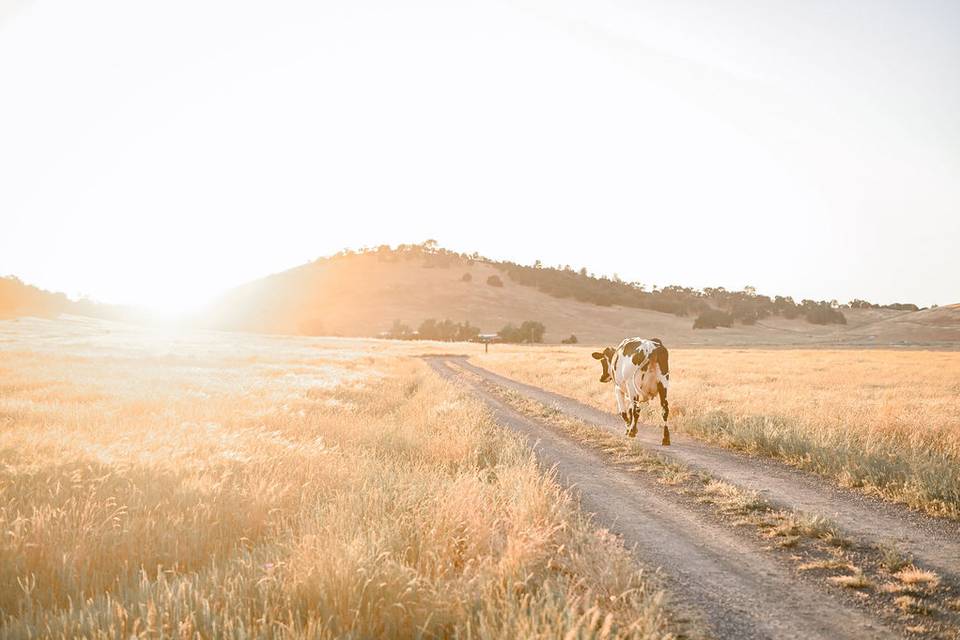 California Golden Fields