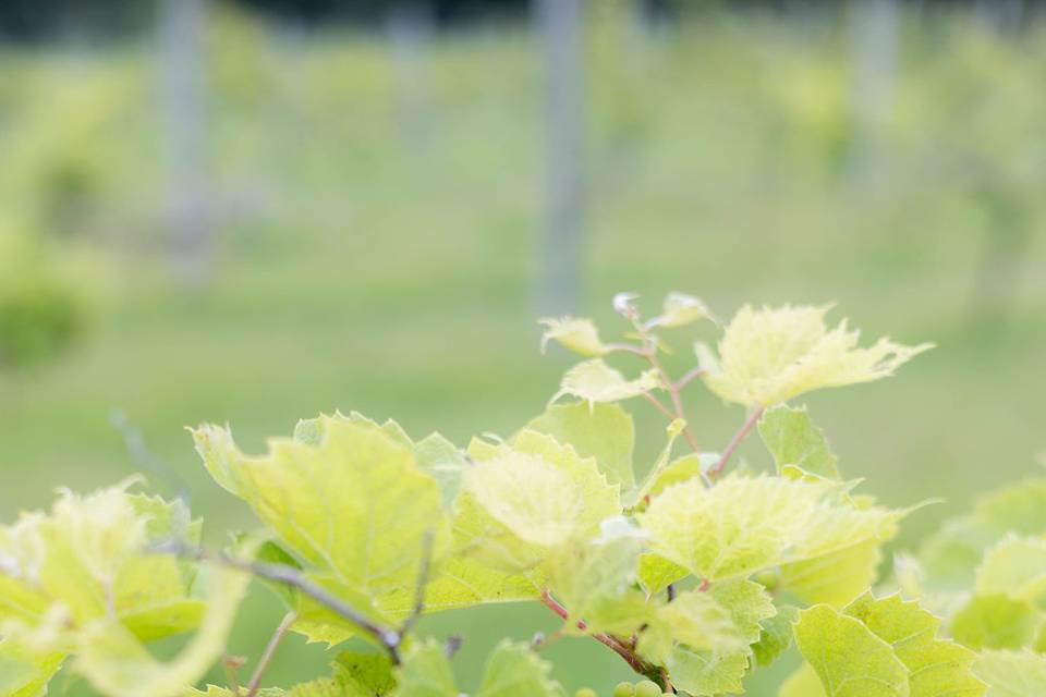 Vineyard Views WI