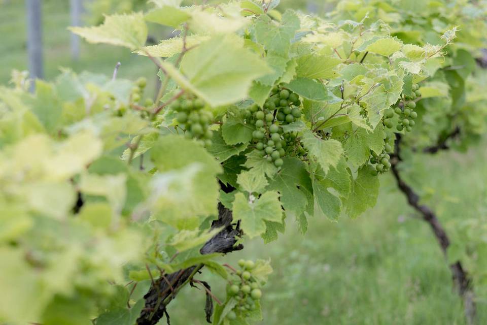 Vineyard Views WI