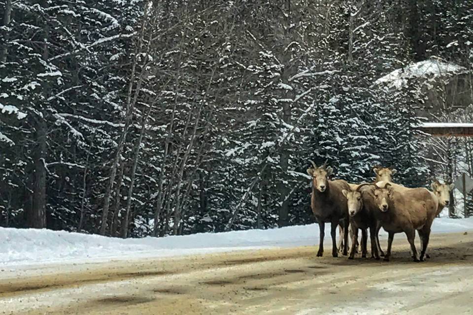 Fairmont at Banff Springs