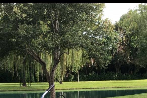 Wedding Bike near Willow Tree