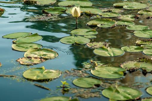 Lillies on the lake