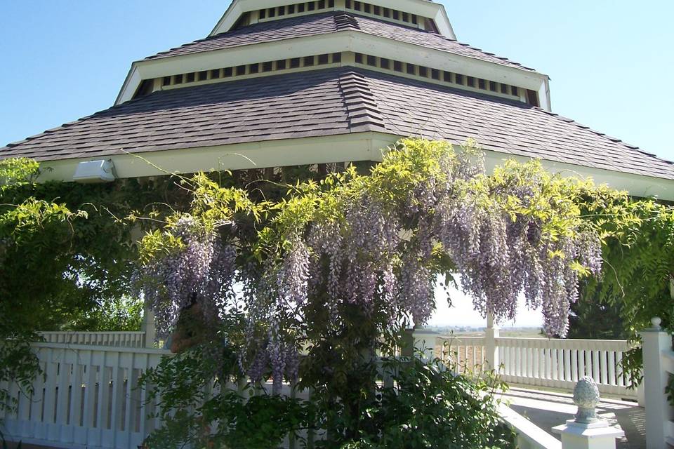 Wisteria in bloom