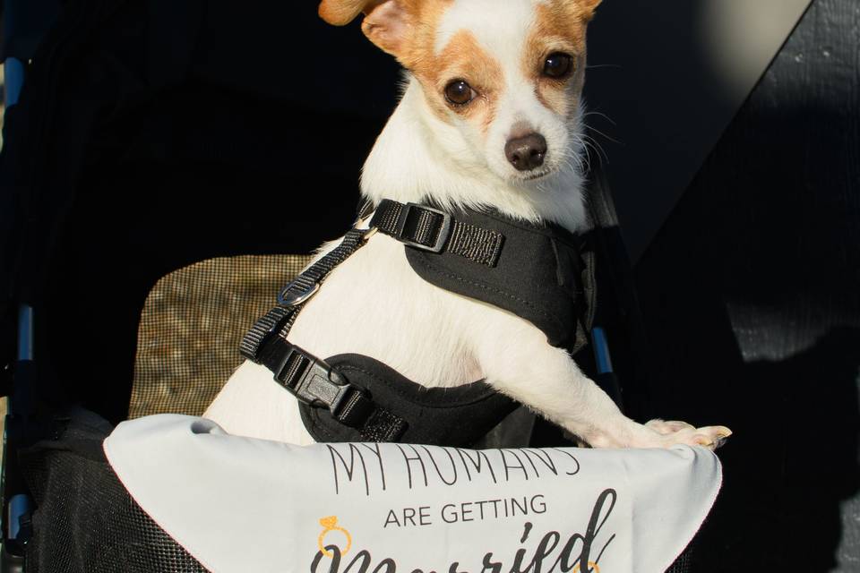 Cute doggo during the ceremony