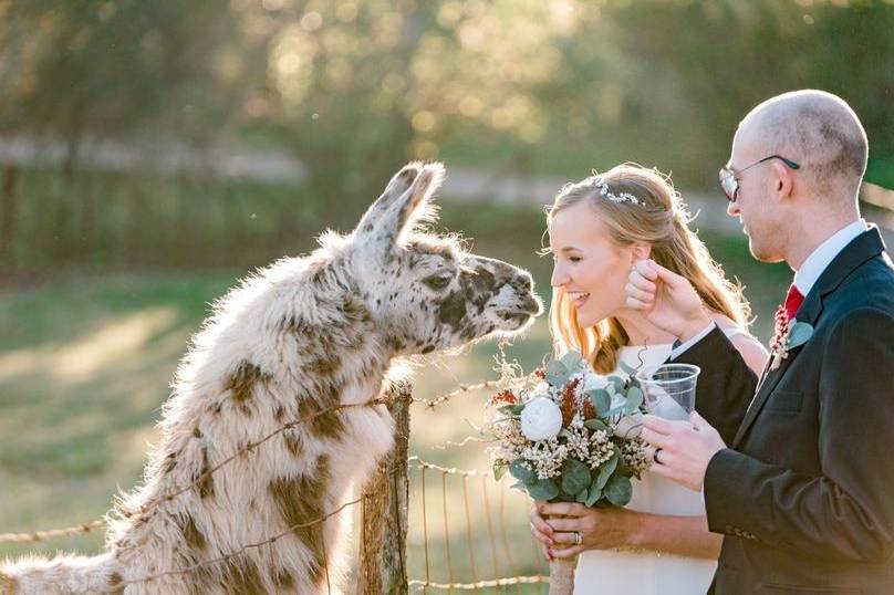 Wedding with animals