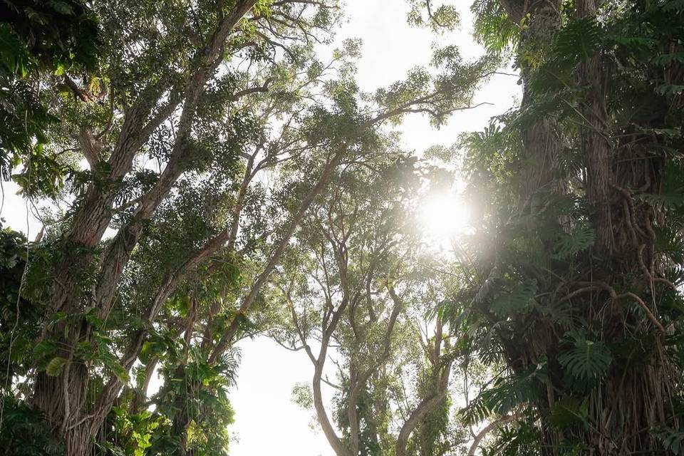 Fern's Garden