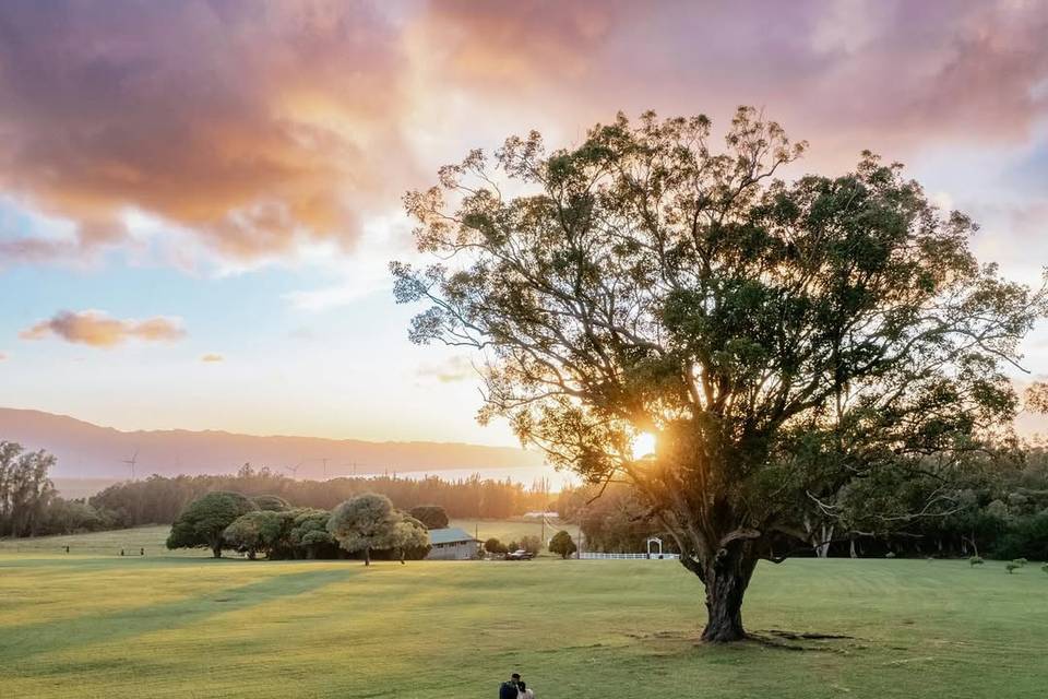 Sunset Meadow