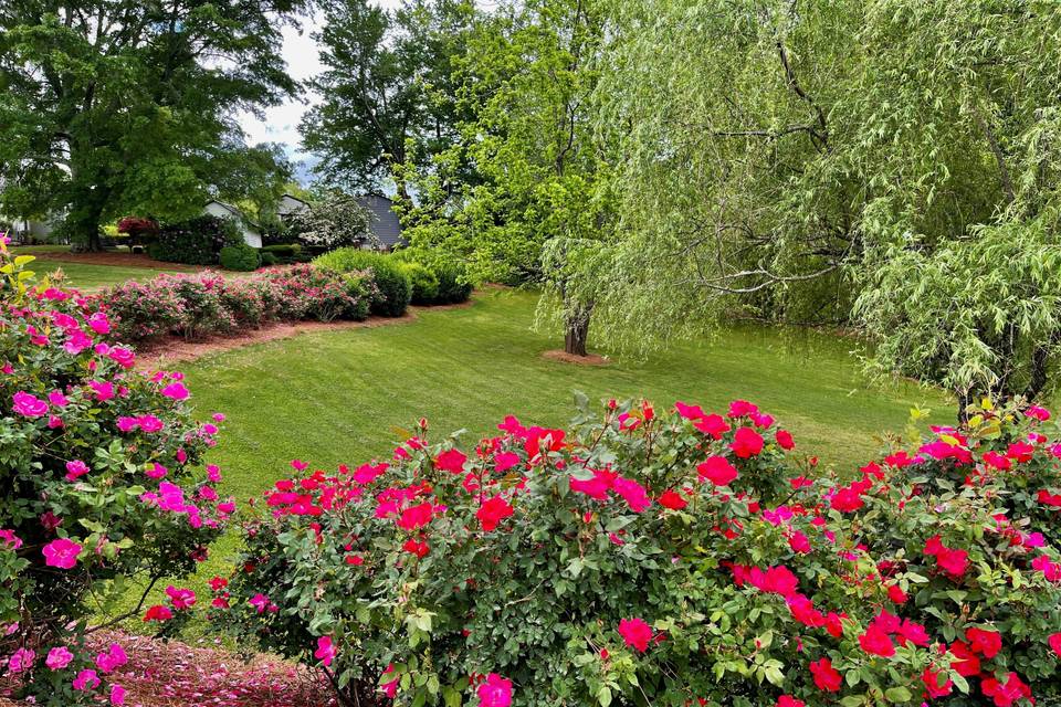 Back lawn with rose bushes