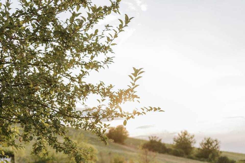Imperial table sunset