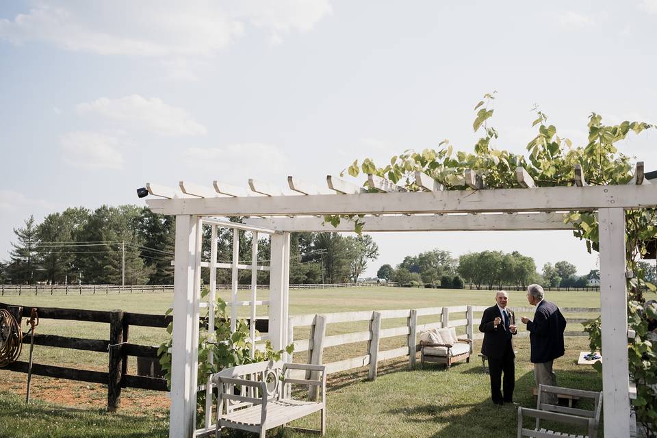 Grape arbor at cocktail hour