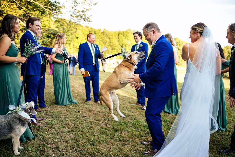 Dog jump