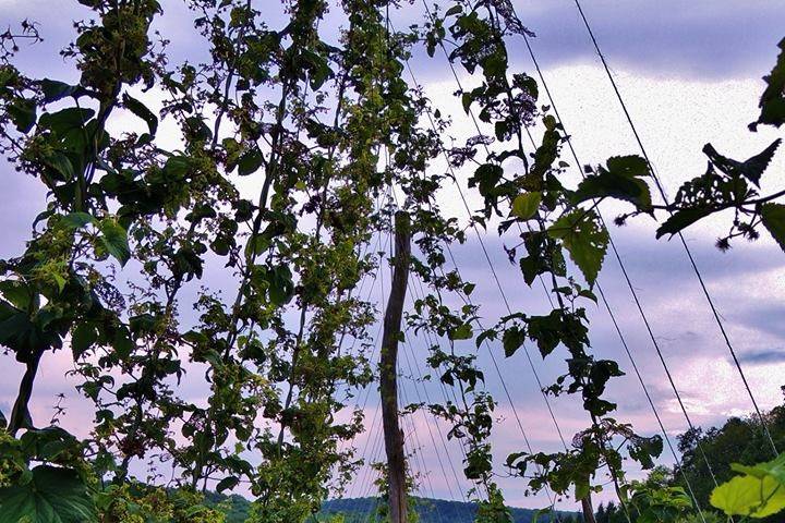 Our hops yard. We grow our hops to use in making our beer.