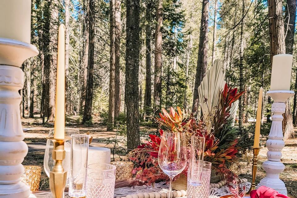 Big trees elopement