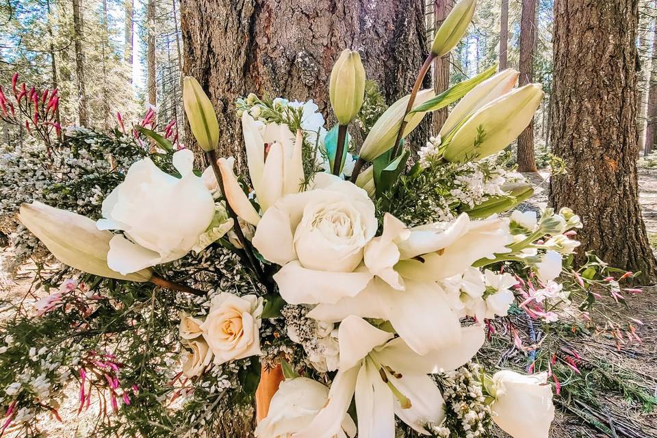 Big trees elopement