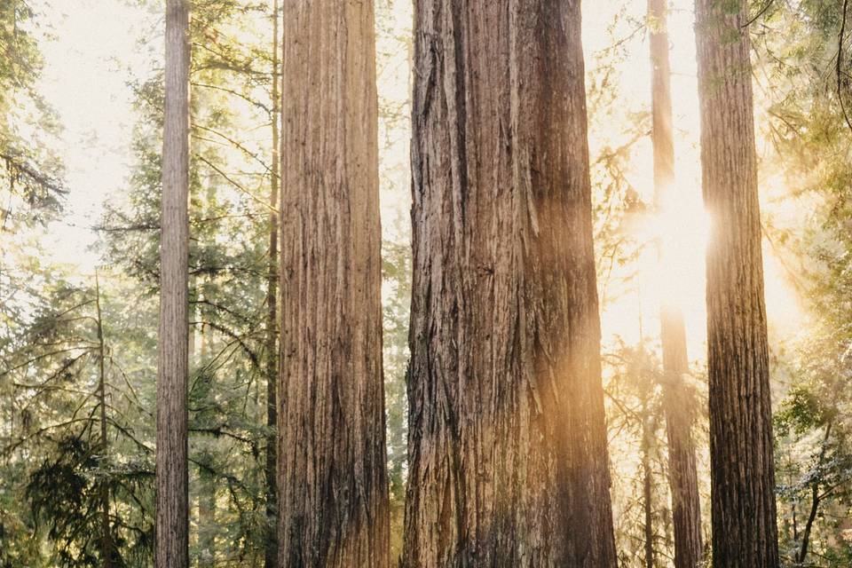 Redwoods Elopement