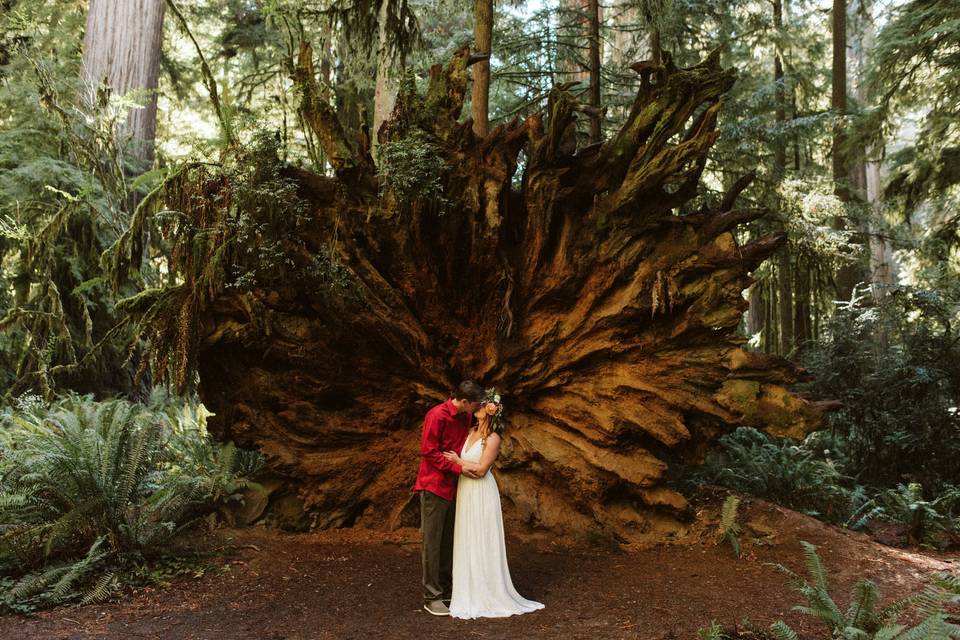 Hazel Eye Photography Redwoods