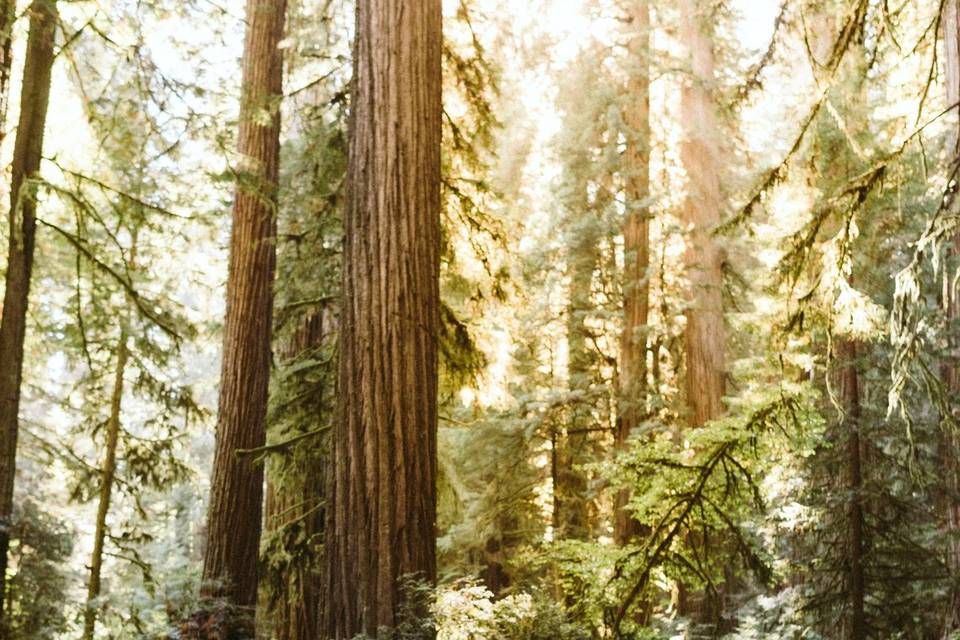 Hazel Eye Photography Redwoods