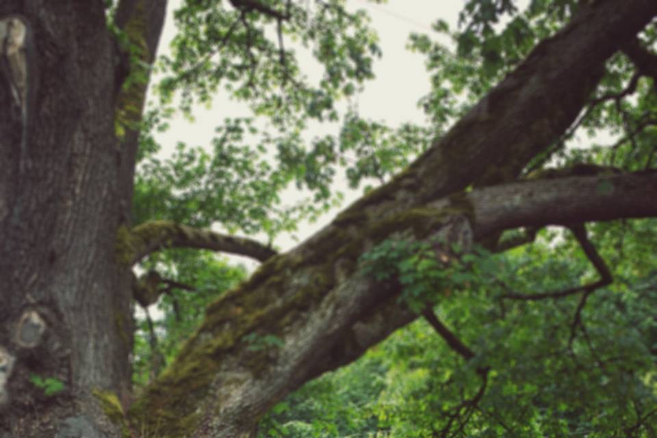 Kissing by the tree