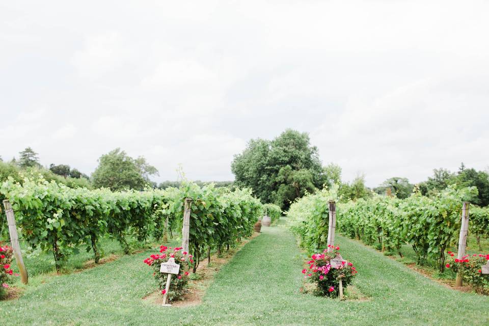 Gervasi Vineyard