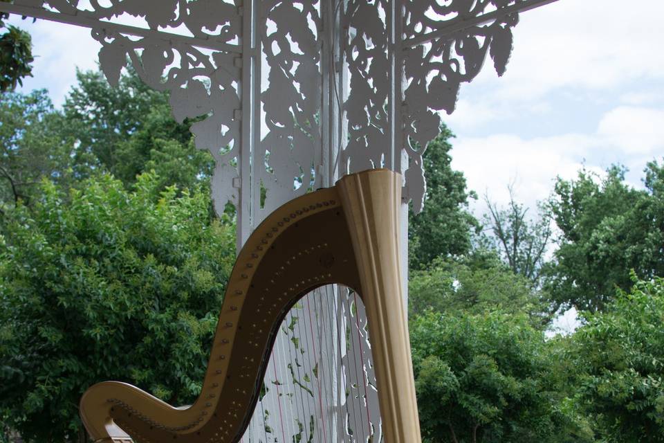 Harp Player