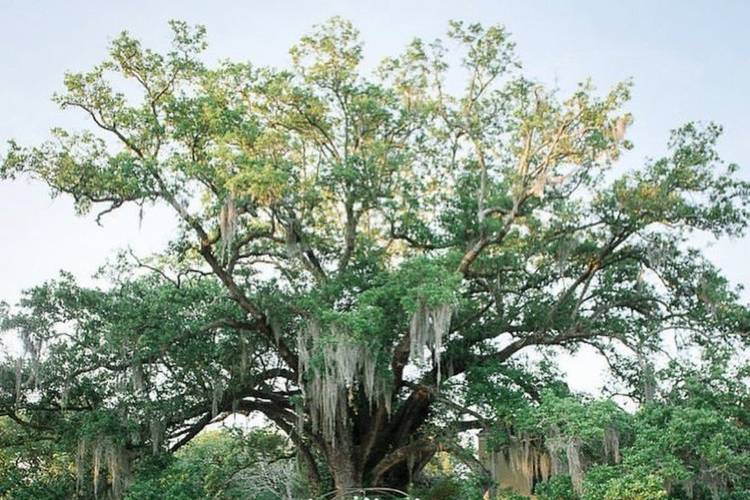 Daytime under the tree