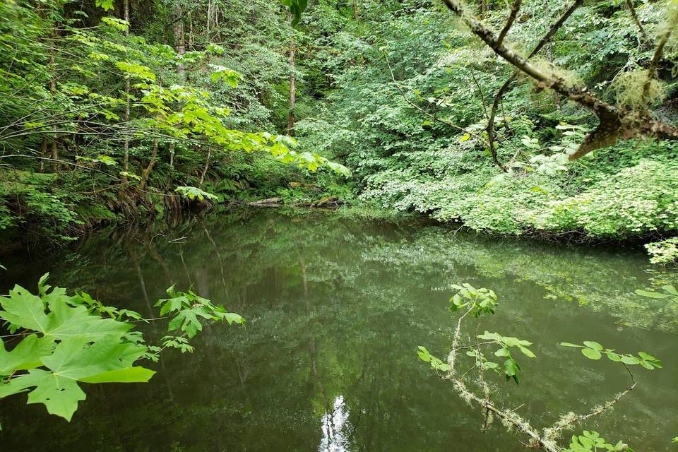 The pond.