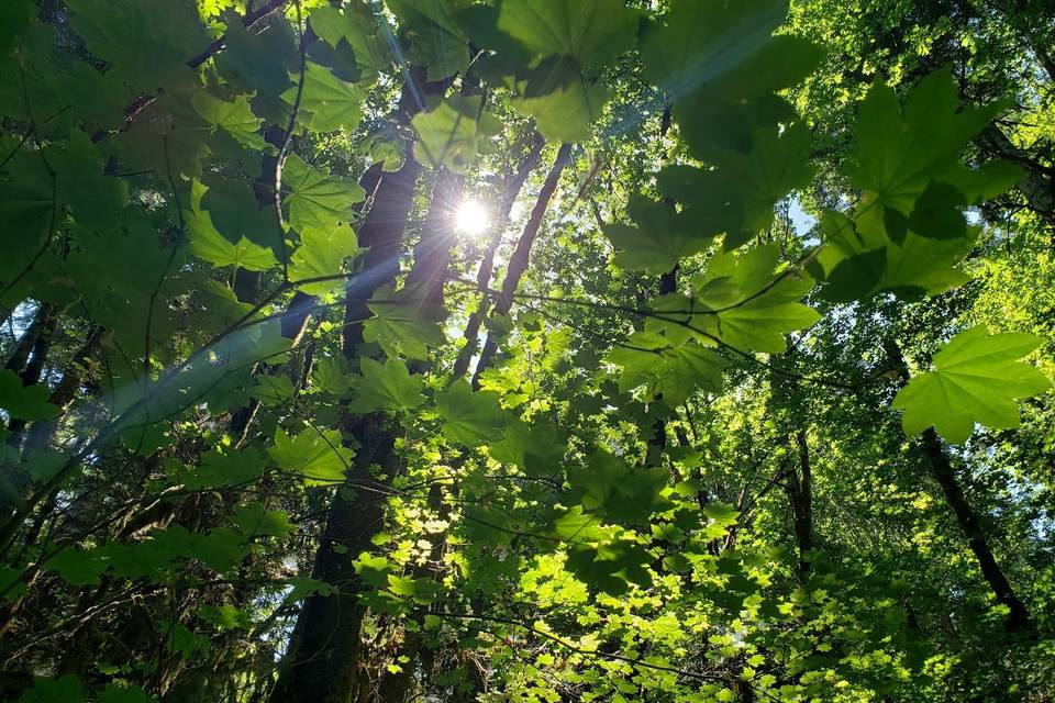Deep woods.