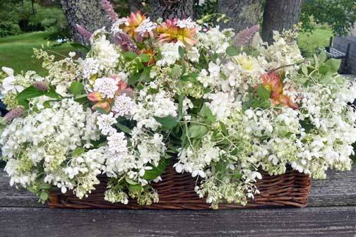 Hydrangea Basket from Dan's Flower Farm, Sedgwick Maine