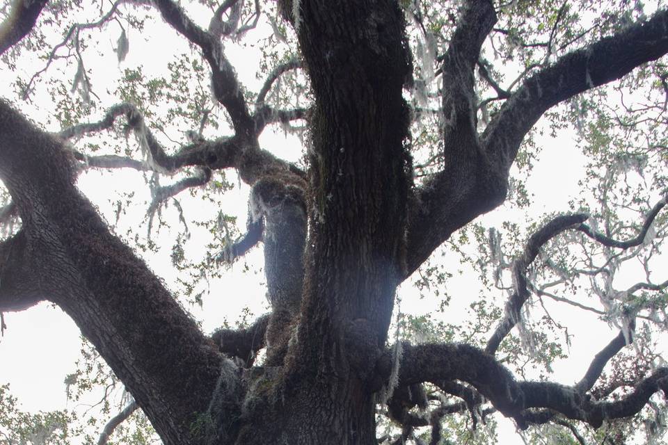 New Orleans City Park